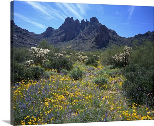 Arizona, Organ Pipe Cactus National Monument, Wildflowers on the mountain