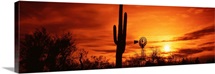 Arizona, Sonoran Desert, sunset