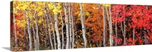 Aspen and Black Hawthorn trees in a forest, Grand Teton National Park, Wyoming