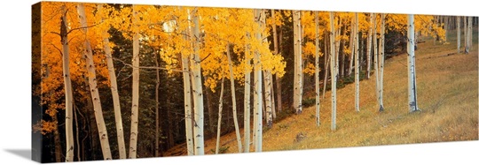Aspen Grove Ouray CO