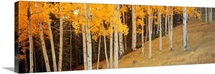 Aspen Grove Ouray CO