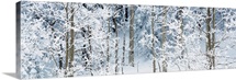 Aspen trees covered with snow, Taos County, New Mexico