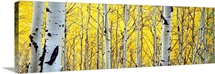 Aspen trees in a forest