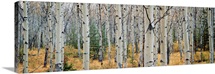 Aspen trees in a forest, Alberta, Canada