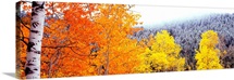 Aspen trees in a forest, Blacktail Butte, Grand Teton National Park, Wyoming
