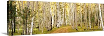 Aspen trees in a forest, Dixie National Forest, Utah