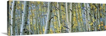 Aspen trees in a forest, Rock Creek Lake, California