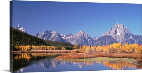 Aspen Trees Oxbow Bend Grand Teton National Park WY