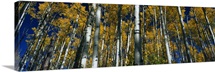 Aspens CO
