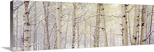 Autumn Aspens With Snow CO