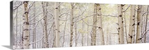 Autumn Aspens With Snow CO