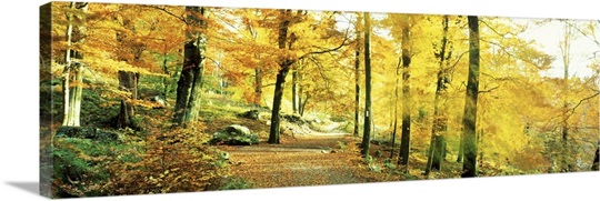 Autumn Forest Germany 