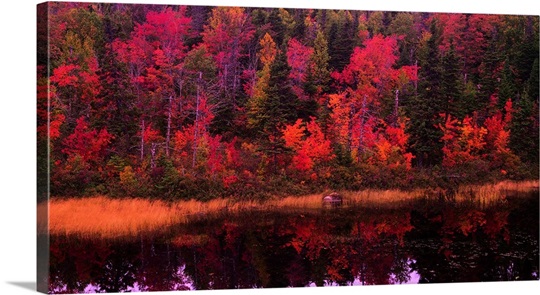 Autumn Forest Newfoundland Canada