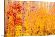Autumn Forest w/Birch Trees Canada