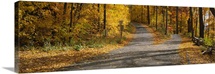 Autumn leaves on the road, Connecticut