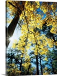 Autumn Trees CA