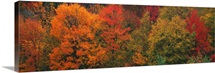 Autumn Trees CT