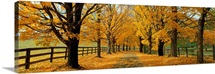 Autumn Trees near Waynesboro Virginia
