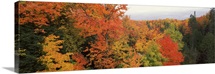 Autumnal trees in a forest, Hiawatha National Forest, Upper Peninsula, Michigan