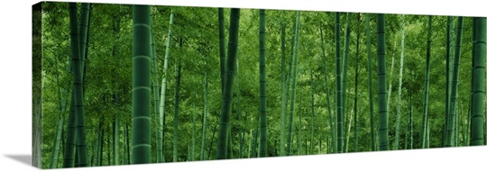 Bamboo Forest 