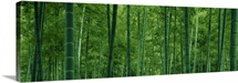 Bamboo Forest