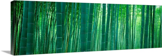Bamboo Forest, Sagano, Kyoto, Japan