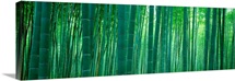 Bamboo Forest, Sagano, Kyoto, Japan