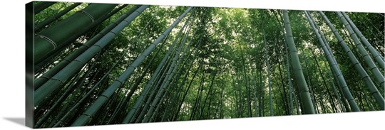 Bamboo trees, Arashiyama, Kyoto Prefecture, Kinki Region, Honshu, Japan