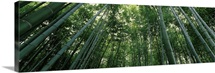 Bamboo trees, Arashiyama, Kyoto Prefecture, Kinki Region, Honshu, Japan