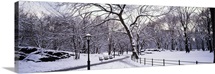 Bare trees during winter in a park, Central Park, Manhattan, New York City, New York State