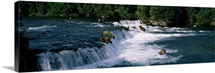 Bears fish Brooks Fall Katmai AK