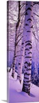 Birch trees at the frozen riverside, Vuoksi River, Imatra, Finland