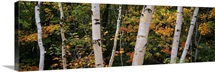 Birch trees in a forest, New Hampshire