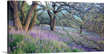 Bluebells N Yorkshire England