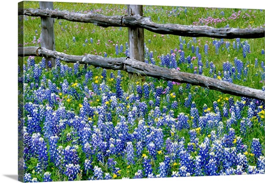 Bluebonnet flowers blooming around weathered wood fence, Texas