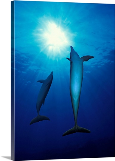 Bottle Nosed dolphins (Tursiops truncatus) in the sea