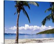 British Virgin Islands, Jost Van Dyke Island, Great Harbour, Palm trees at the seashore