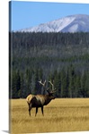 Bull Elk In Grass