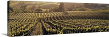 California, Careros Valley, Aerial view of rows crop in a vineyard