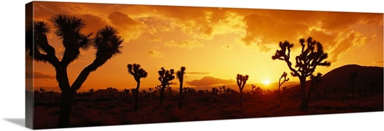 California, Joshua Tree Park, sunset