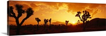 California, Joshua Tree Park, sunset