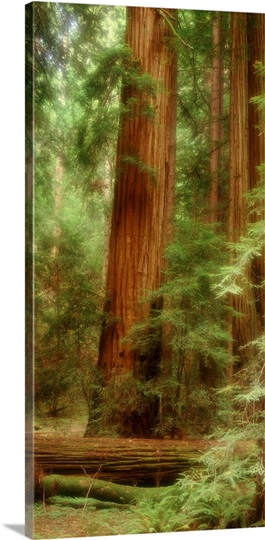 California, Muir Woods, redwood trees