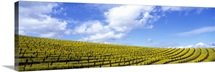 California, Napa Valley, mustard