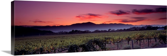 California, Napa Valley, vineyard