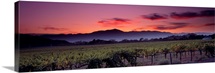 California, Napa Valley, vineyard