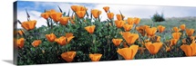 California Poppy Napa Valley CA