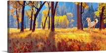 California, Yosemite Park