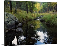 Calm water of Grace Coolidge Creek, Custer State Park, South Dakota