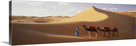 Camels in Desert Morocco Africa