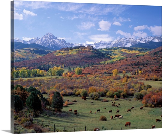 Cattle Grazing San Juan National Forest CO